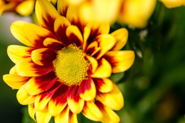 chrysanthemum flower