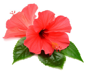 Postcard from hibiscus flowers