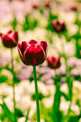 pink tulips and white daisy flower