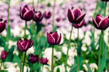 Obraz premium pink tulips and white daisy flower