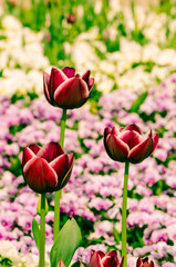 pink tulips and white daisy flower