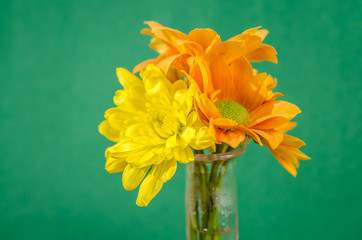 chrysanthemum flower