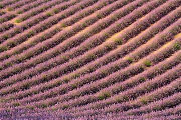 valensole provenza francia campi di lavanda fiorita