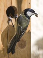 Great tit