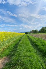 Country road - agriculture landscape.