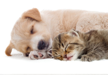 kitten and puppy
