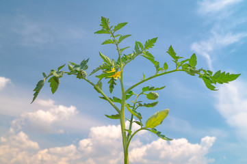 twig of tomato plant flowering in a sunny day