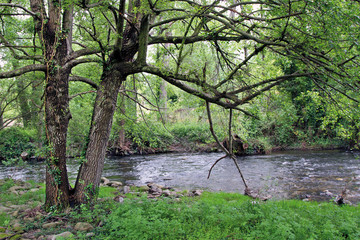 Vegetación en río Ambroz, Aldeanueva del Camino, España