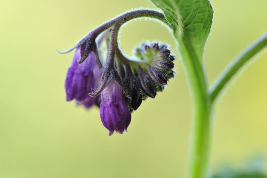 Flower of a comfrey on natural blurred background.