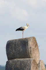 Bocian na beli siana