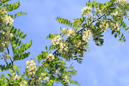 Robinienbl&uuml;ten