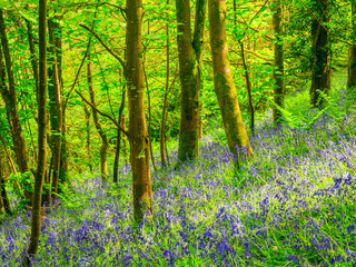 Fototapeta premium Cornish Bluebells Woods