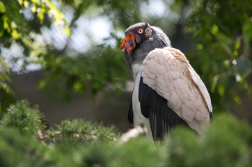 Königsgeier