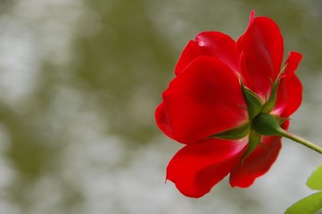 Rote Rose in der Natur mit Textfreiraum