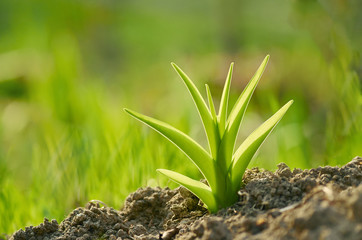 Mała linia © barytek