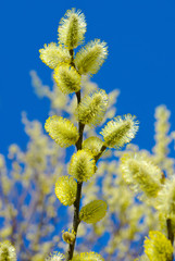 Pussy-willow branches against the blue sky