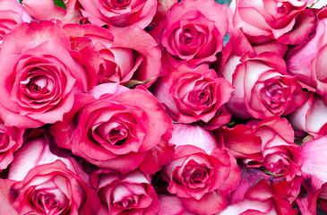 rose background