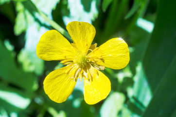 field flower buttercup