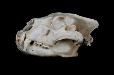 African Lion Skull (Pantera leo). © asbtkb