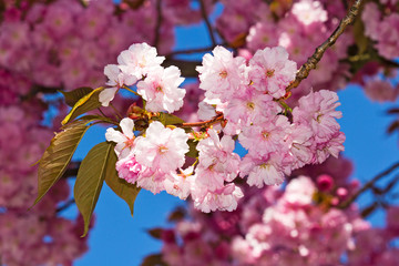 Japanische Blütenkirsche