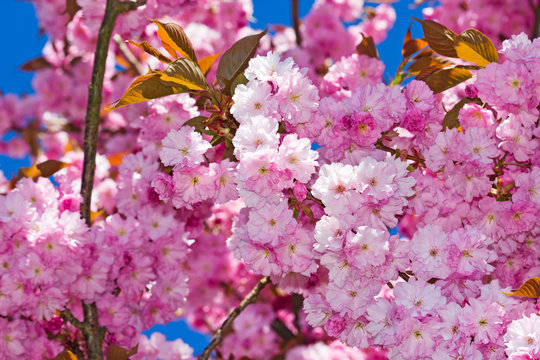 Japanische Blütenkirsche (Prunus Serrulata)