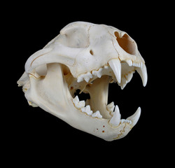 Cougar Skull