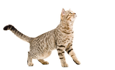 Obraz premium Young cat Scottish Straight curious looking up