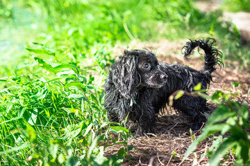 Cute puppy in the grass