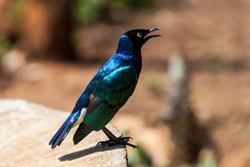 Obraz premium Dreifarben-Glanzstar