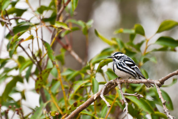 Black-and-white Warbler