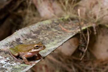 Squirrel Treefrog