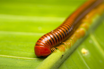 Macro of a red millipede, Borneo, Malaysia