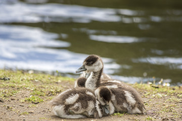 Family of Egyptian goose goslings, Alopochen aegyptiaca