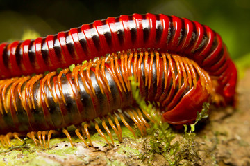 Mating of red millipedes, Borneo, Malaysia