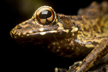 Portrait of a tropical frog, Borneo, Malaysia