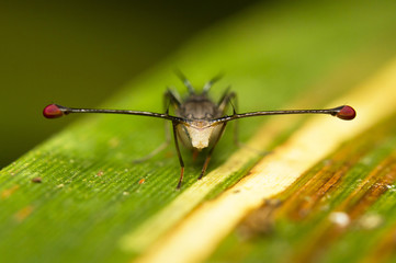 A red stalk eye fly (Teleopsis pallifacies), Borneo, Malaysia