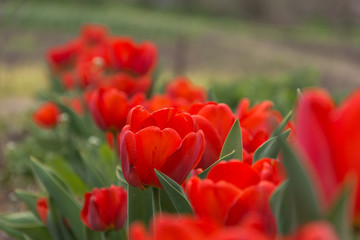 Red spring flowers in a rural garden