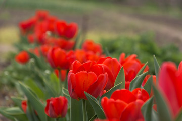 Red spring flowers in a rural garden