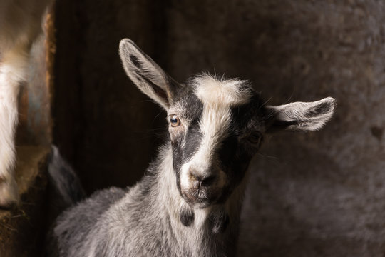 Goat closeup