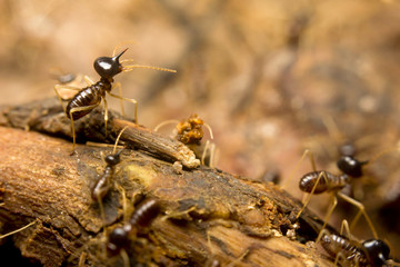 Macro of termites on the forest floor, Borneo, Malaysia