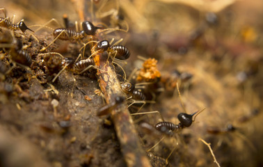 Macro of worker termites on the forest floor, Borneo, Malaysia