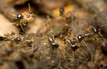 Macro of worker termites on the forest floor, Borneo, Malaysia