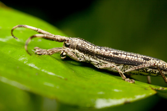 Macro of a stick insect (Phasmatodea), Borneo, Malaysia