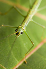 Fototapeta premium Macro of a stick insect (Phasmatodea), Borneo, Malaysia