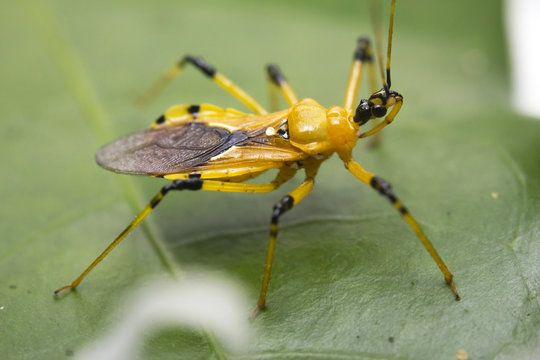 Close-up of a zelus (or assassin) bug, Borneo, Malaysia