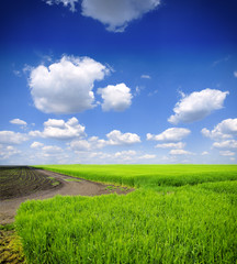 Fototapeta na wymiar green wheat field and blue cloudy sky