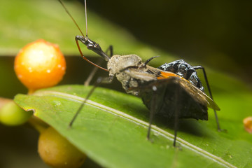 Close-up of a zelus (or assassin) bug, Borneo, Malaysia