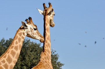 Naklejka premium vie sauvage