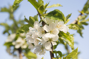 White tree flowers on blue background