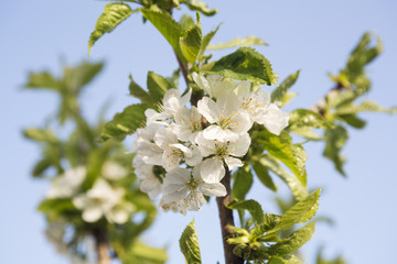 White tree flowers on blue background